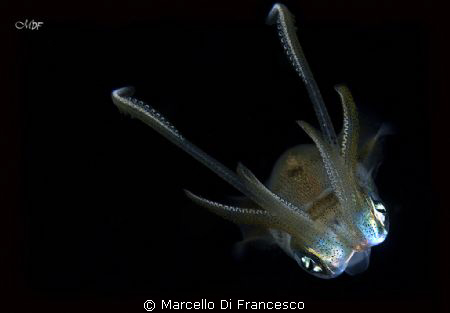 U.F.O. by Marcello Di Francesco 