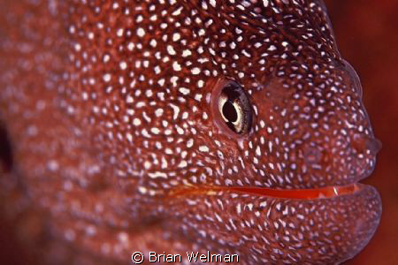 Starry Moray - Close Focus by Brian Welman 