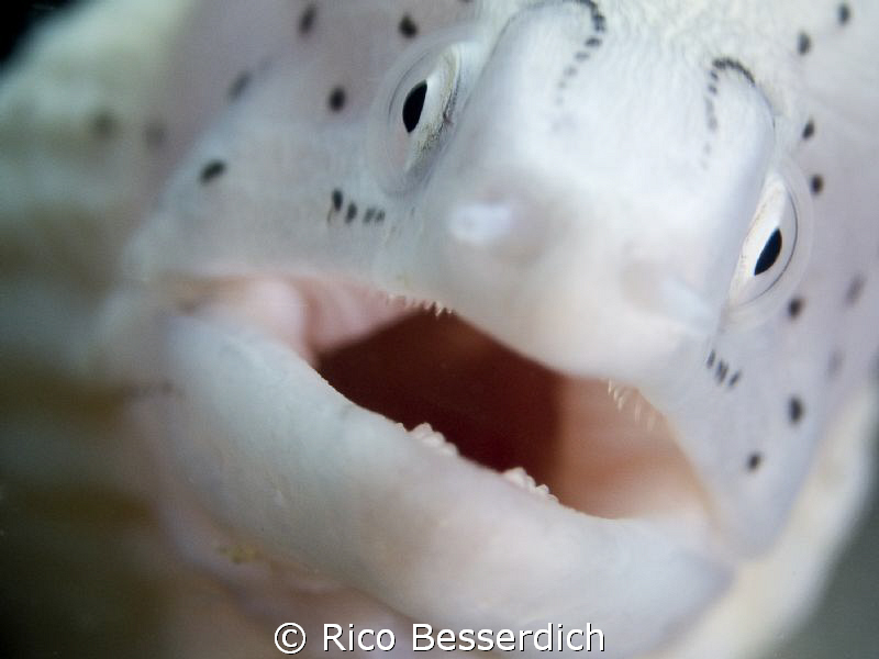 Face to face with a small pepper muray eel ;-) by Rico Besserdich 