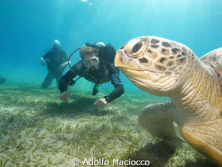 Green Turtle  and Divers by Adolfo Maciocco 
