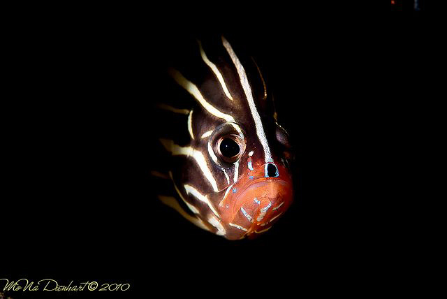 Out of the dark! by Mona Dienhart 