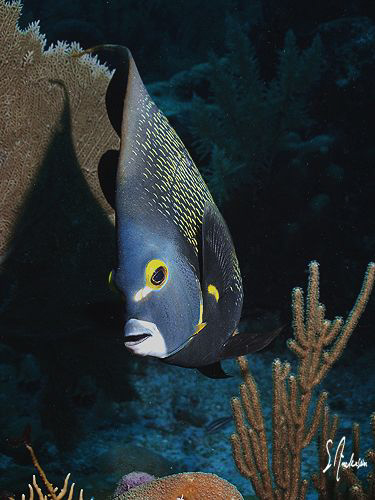 This image was taken during a trip to Roatan in 07. This ... by Steven Anderson 