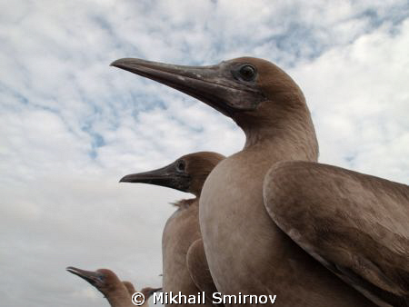 Cormorants.
 by Mikhail Smirnov 