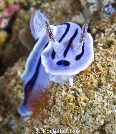 chromodoris lochi , Cnineze lady :)  canon 5d , sigma 105... by Moutafis Nikos 