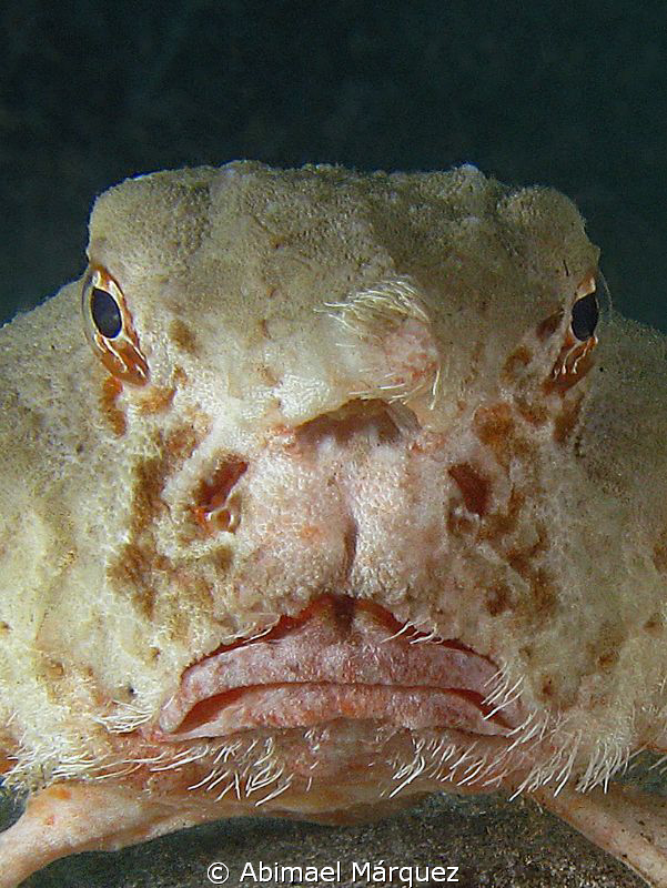 Face to face with a batfish by Abimael Márquez 