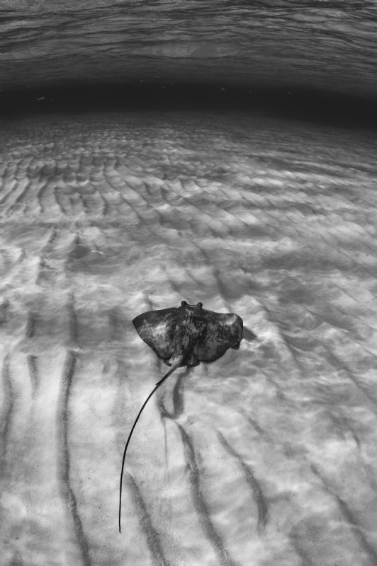 A juvenile Southern Stingray resting on sand to the North... by Paul Colley 