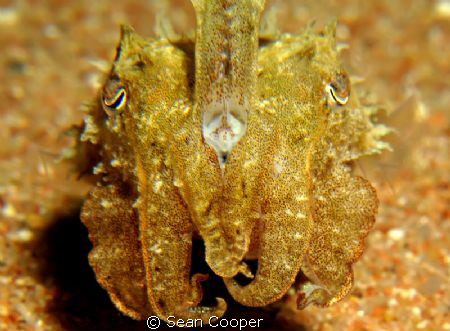 Cuttlefish by Sean Cooper 