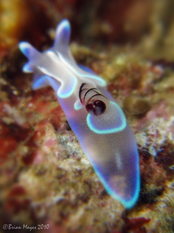 Tiny juvenile Micromelo undata by Brian Mayes 