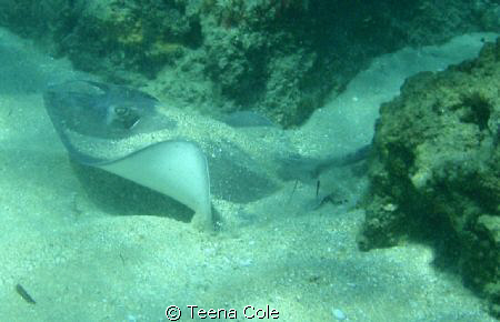 Medium Ray spotted snorkeling the rocks at Boynton Beach,... by Teena Cole 