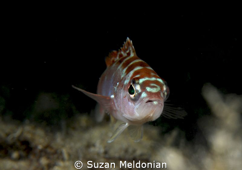 Chalk Bass . . .with 'attitude! by Suzan Meldonian 