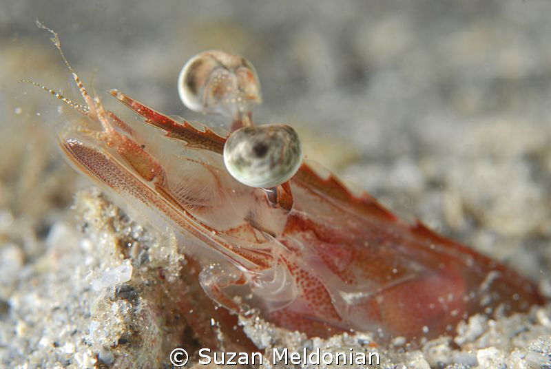 Shrimp tongue by Suzan Meldonian 