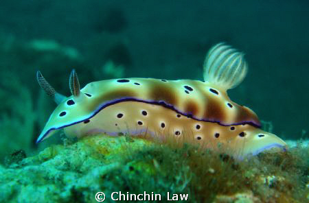tryon's risbecia, tulamben by Chinchin Law 
