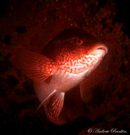 A Wrasse in Strangford Lough,Northern Ireland.S2-pro. by Andrew Rankin 