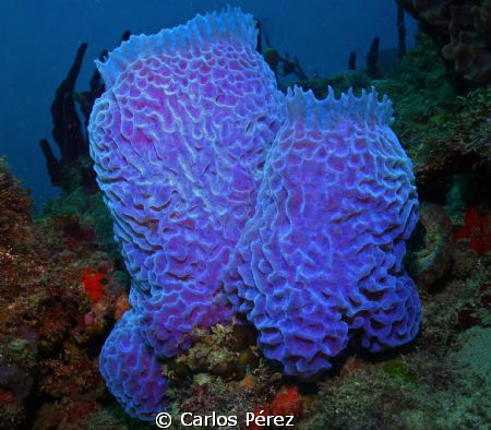 Sponge @ El Natural Beach Aguadilla PR by Carlos Pérez 