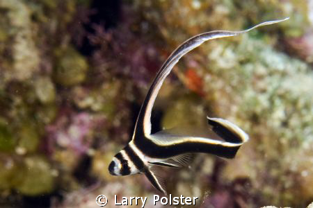 Roatan, Juvy Drum, D300, 60mm by Larry Polster 