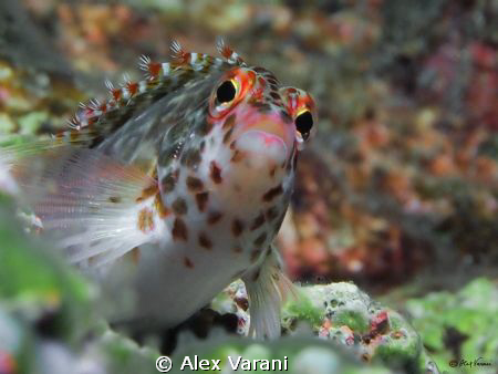 Cirrhitichthys oxycephalus by Alex Varani 