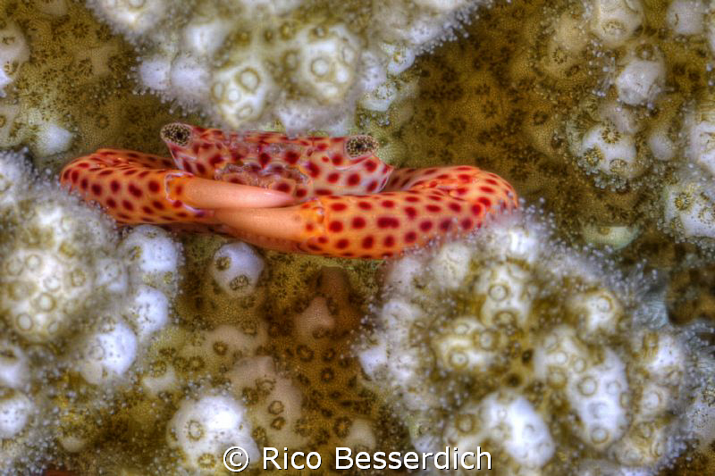 This small crab reminded me of some very old people who p... by Rico Besserdich 