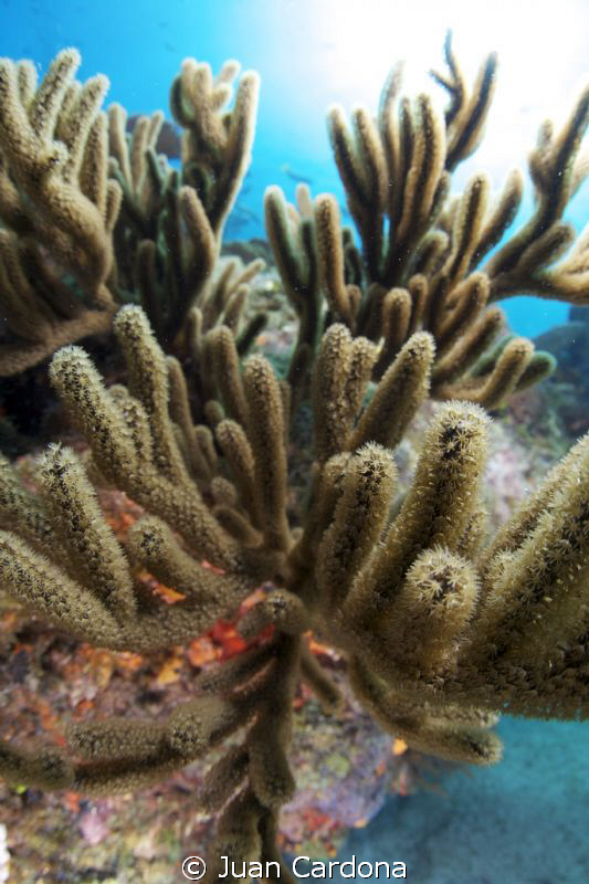 shallow reef by Juan Cardona 