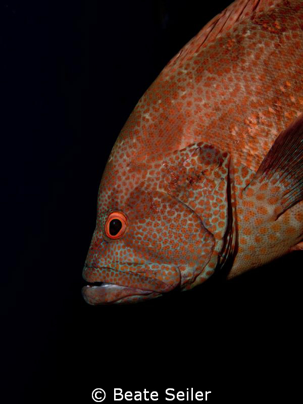Fishhead taken with Canon G10 by Beate Seiler 