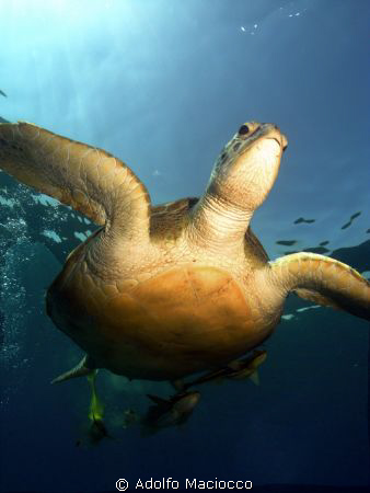 Swimming Green Turtle by Adolfo Maciocco 