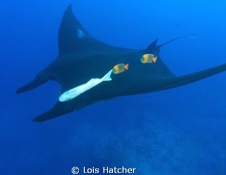 Manta with clarions.Taken at Socorro Islands the Clarion ... by Lois Hatcher 