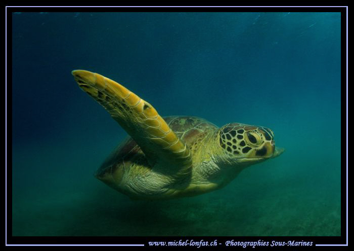 Turtle in Marsa Shagra... :O)... by Michel Lonfat 