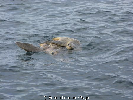 Pair of turtles spotted mating on the surface, Grenada WI... by Eurion Leonard-Pugh 