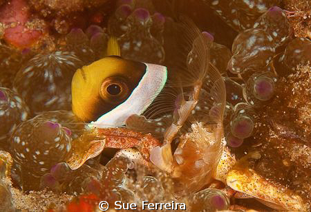 Crab and clown by Sue Ferreira 