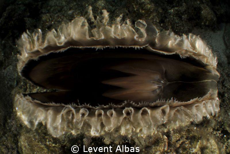 pinna nobilis by Levent Albas 