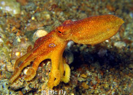 Matoti Octopus by Eric Fly 