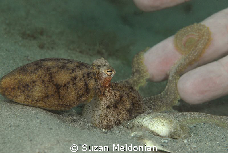 A baby Octopus explores the human hand. by Suzan Meldonian 
