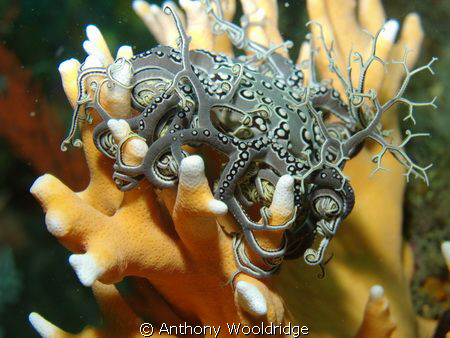 Basket star perched on a head of Noble Coral. 
Taken in ... by Anthony Wooldridge 