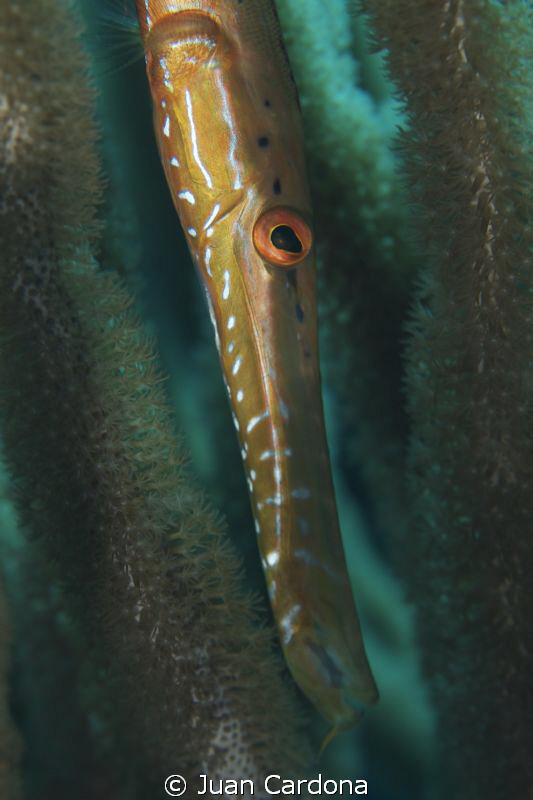 trumpet fish by Juan Cardona 