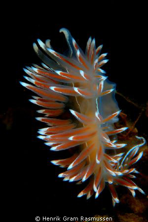 The  "nudies" is easyly found in great numbers during the... by Henrik Gram Rasmussen 