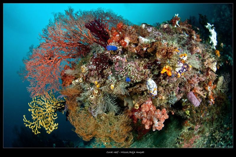 House reef_Misool by Mathieu Foulquié 