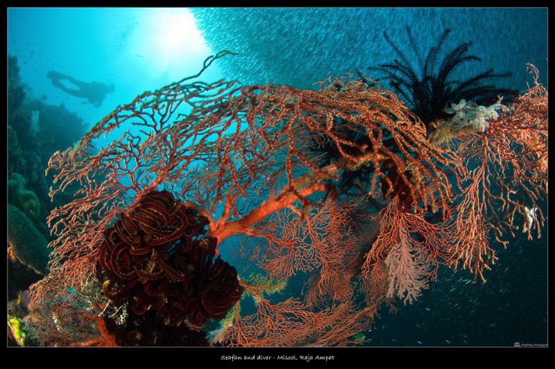 Misool_Raja Ampat by Mathieu Foulquié 