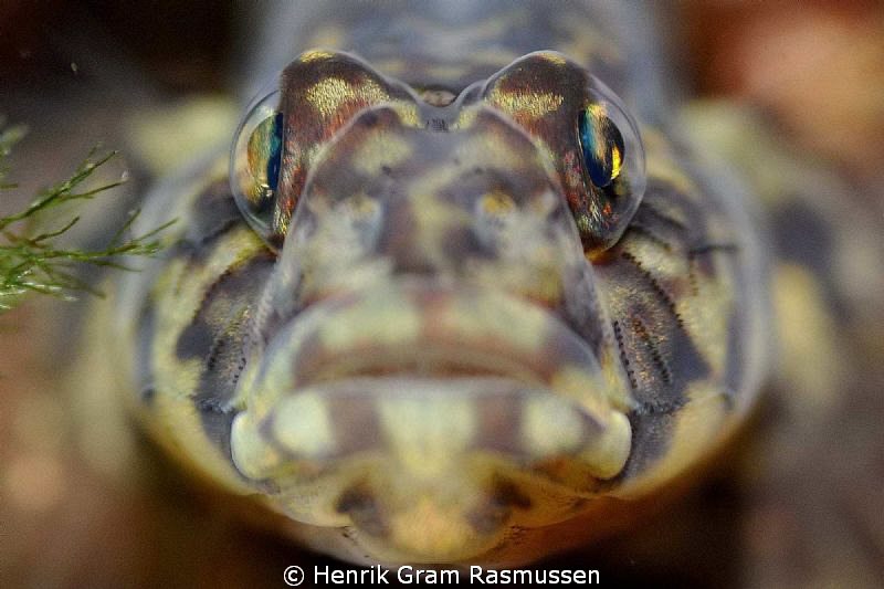 The scandinavian "kutling" or in warmer water the Perch i... by Henrik Gram Rasmussen 