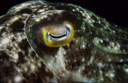 alien,wakatobi 2004,F90+105mm by Marco Wannenmacher 