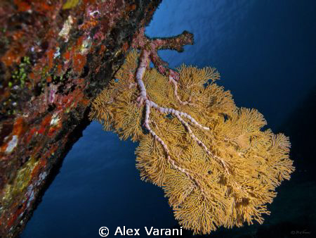 cf. Melithaea on Similan rock by Alex Varani 