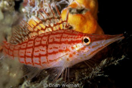 Long Nose Hawk Fish by Brian Welman 