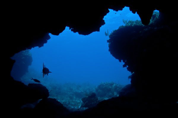 Silhouette of a Barracuda lurking at the entrance to a sw... by Paul Colley 