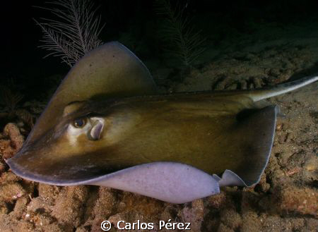 Manta Ray @ Nigth Dive II Mayaguez,PR by Carlos Pérez 