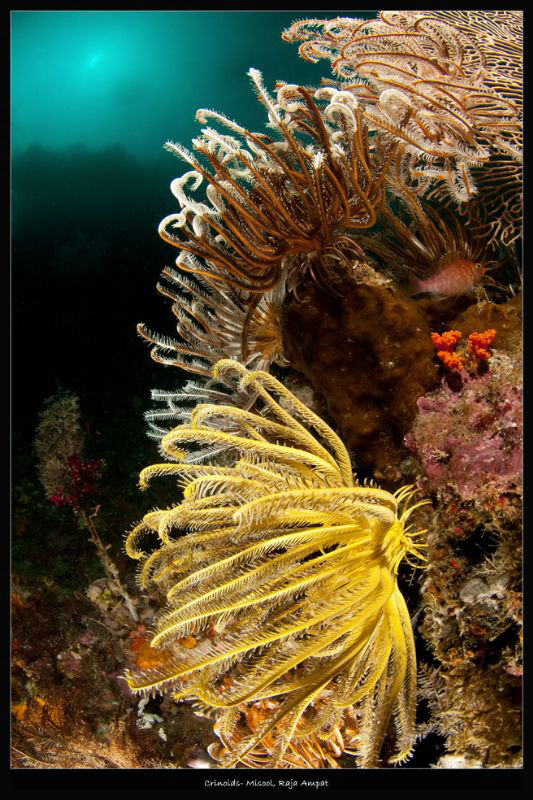 crinoids_Raja Ampat by Mathieu Foulquié 
