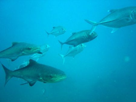 Cobias and Trevallies in Perhentian Island.
Sony cybershot. by Erika Antoniazzo 