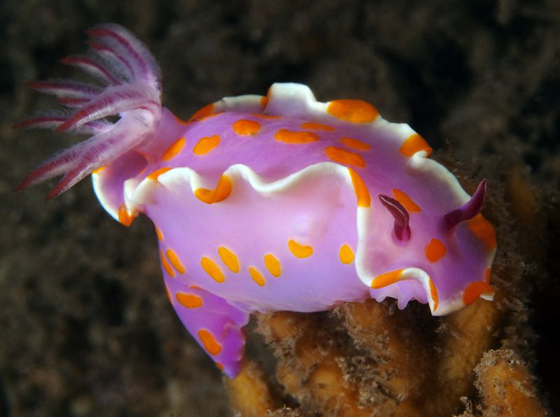 Ceratosoma amoenum, Shiprock by Doug Anderson 