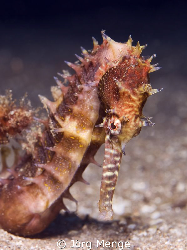 PRICKLY

Dorniges Seepferdchen_Thorny Seahorse_Hippocam... by Jörg Menge 