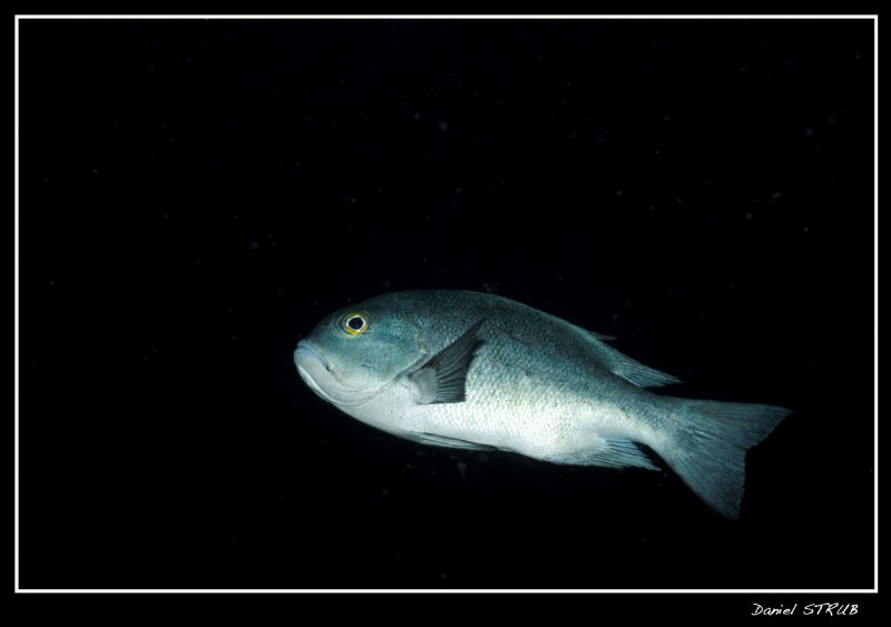 Black and white Snapper :-D by Daniel Strub 