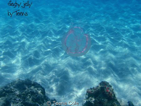 pretty and pink jelly tranquil and drifting. Off of Boynt... by Teena Cole 