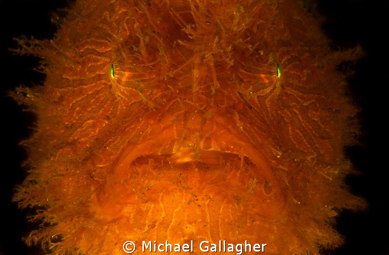 Strangler!!! Otherwise known as a striped anglerfish, fou... by Michael Gallagher 