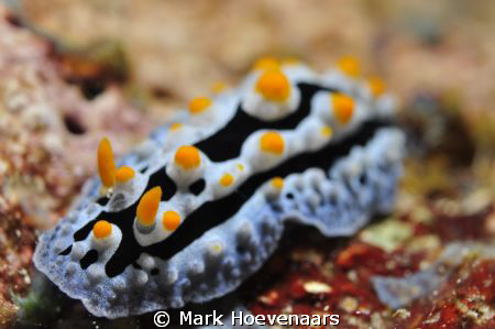 Swollen Phyllidia. Sounds like an STD! Taken at Fish Fact... by Mark Hoevenaars 
